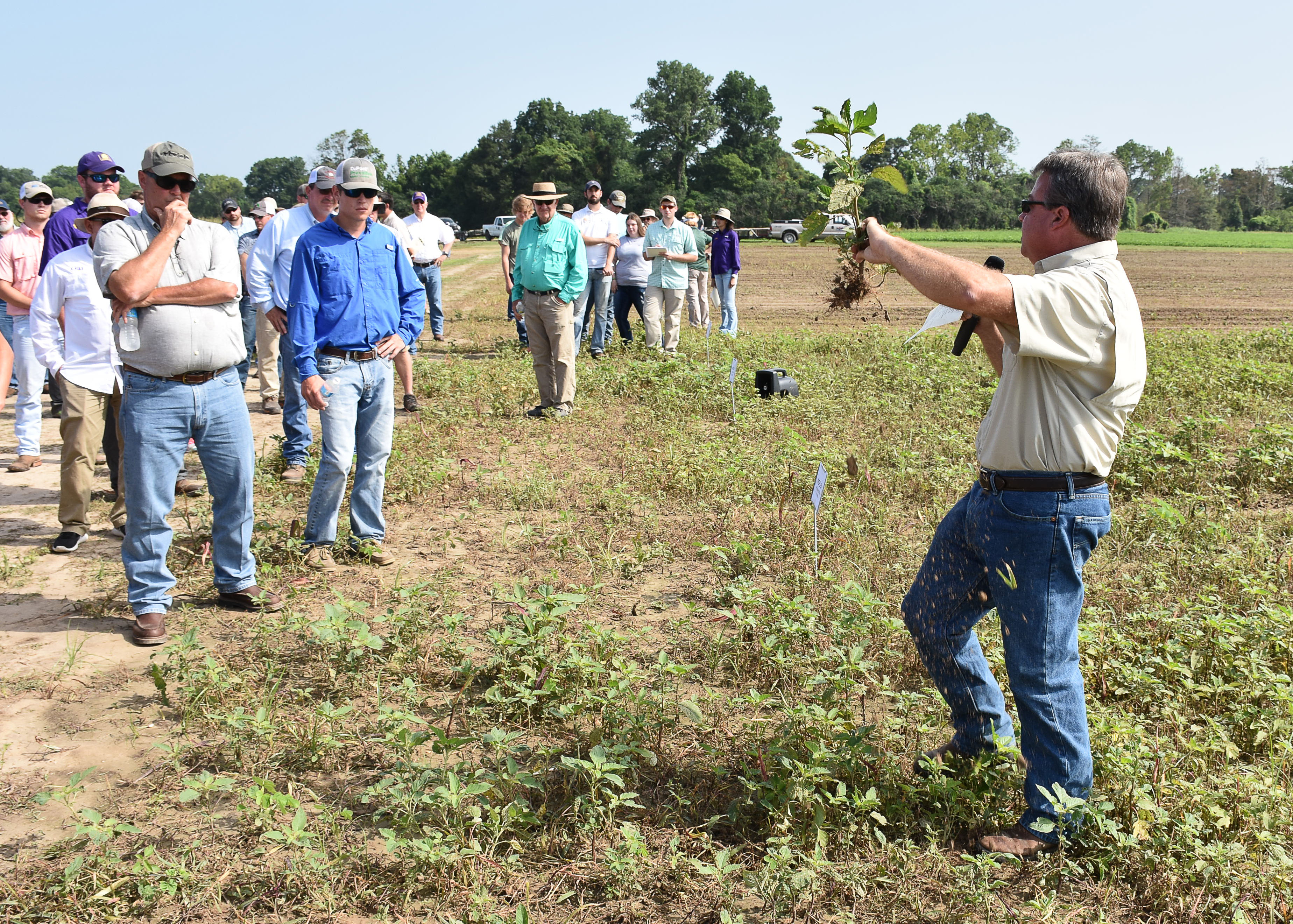 LSU AgCenter Northeast Research Station field day set for June 20